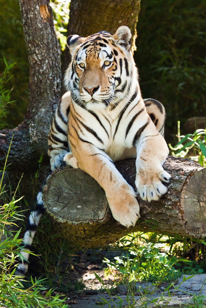 Фотообои Тигр отдыхает