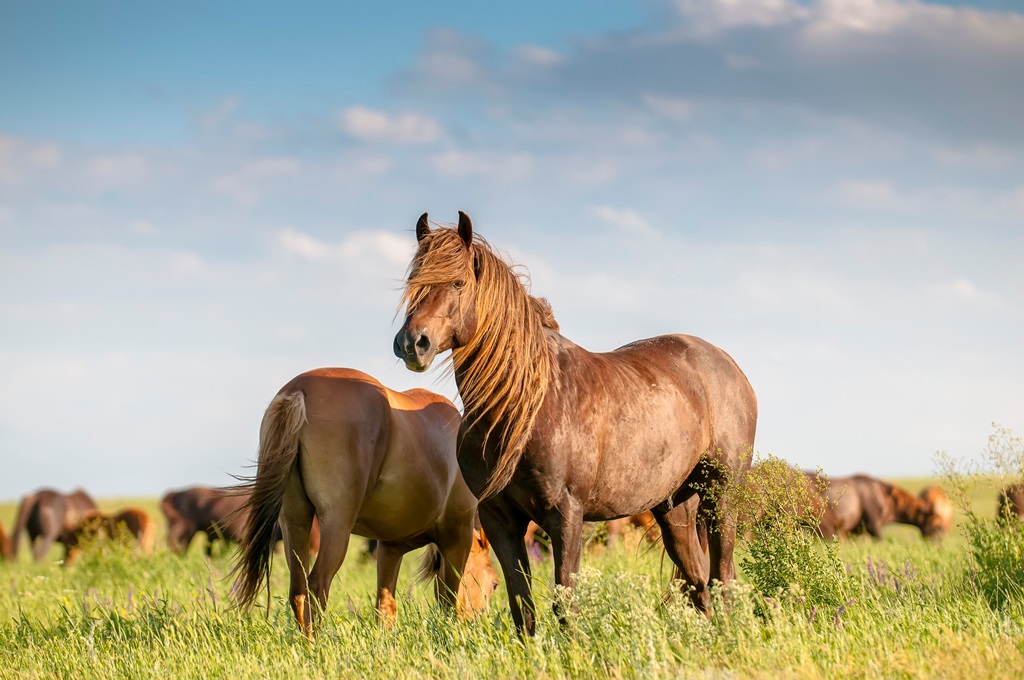 Фотообои Табун лошадей в поле
