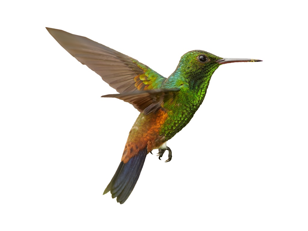 Фотообои Горный колибри