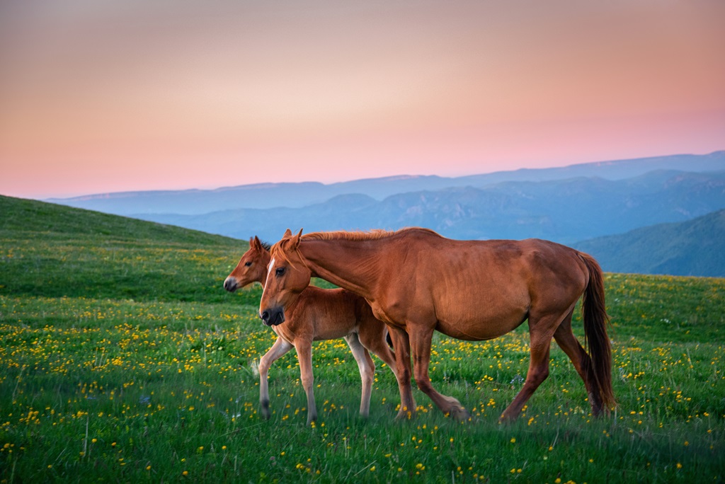 Фотообои Лошадь с жеребенком