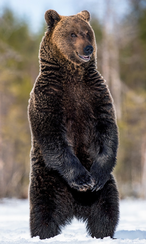 Фотообои Медведь на задних лапах 