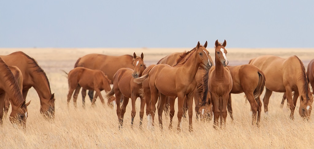Фотообои Донские лошади табун