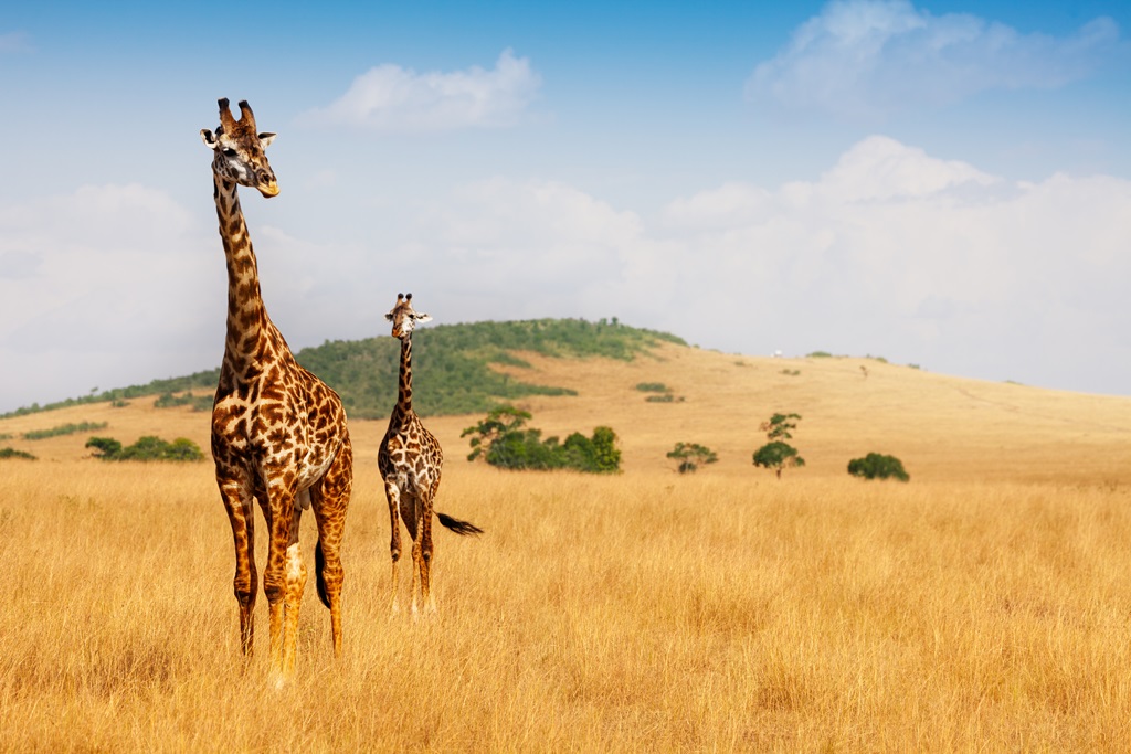 Фотообои Жирафы в саванне 