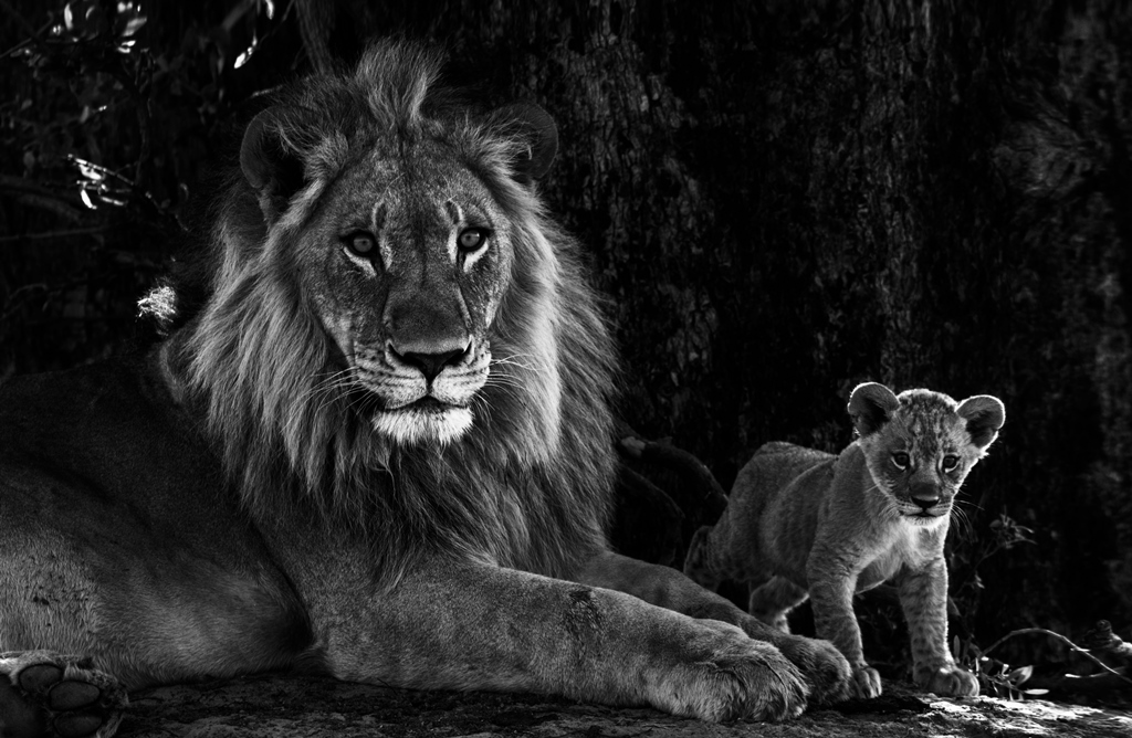 Фотообои Черно-белый лев