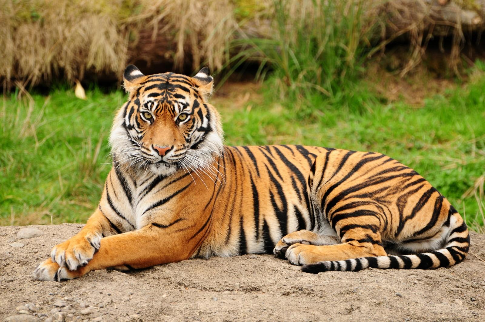 Фотообои Тигр на камне