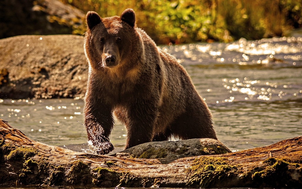 Фотообои Медведь гризли