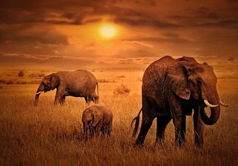 Фотообои Слоны на фоне заката 