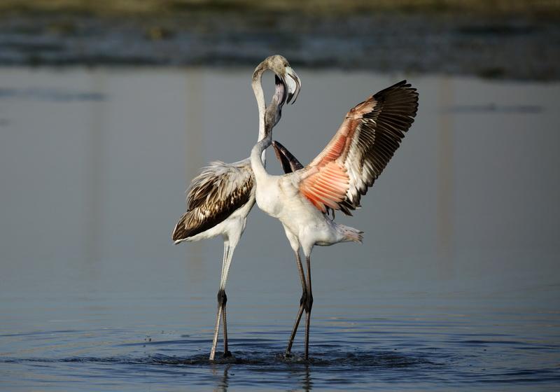 Фотообои Грациозные фламинго 