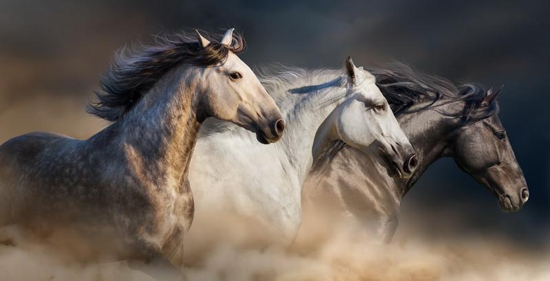 Фотообои Изображение лошадей 