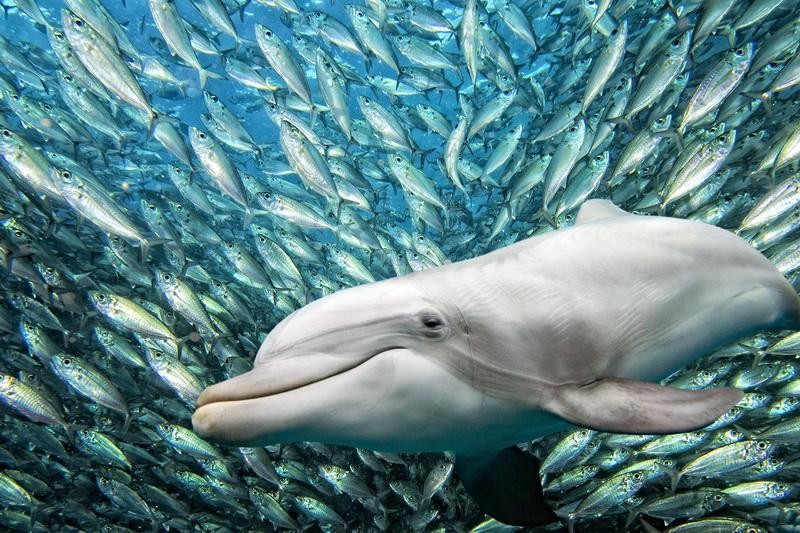 Фотообои Дельфин в косяке рыб 