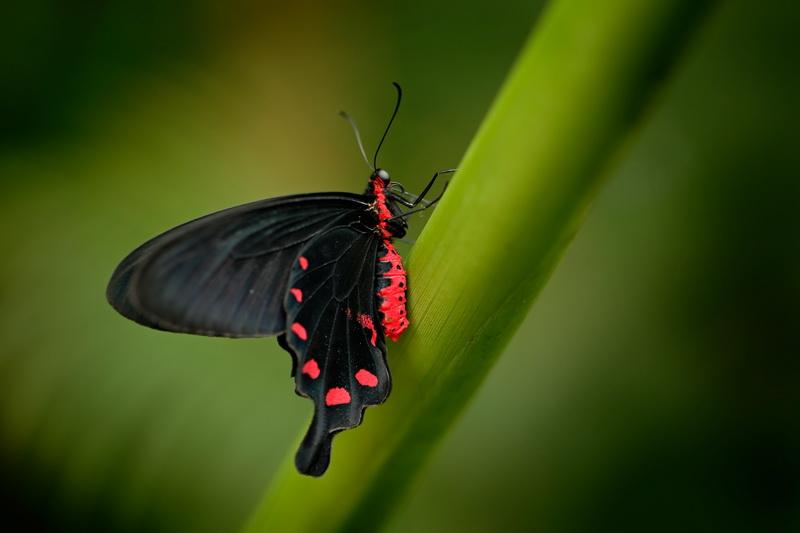 Фотообои Черная бабочка на ветке 