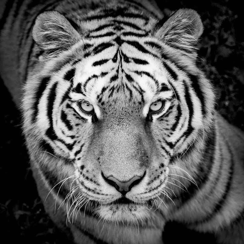 Фотообои Белый тигр во всей красе 