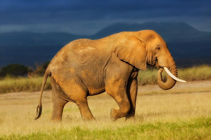 Фотообои Шагающий слон 