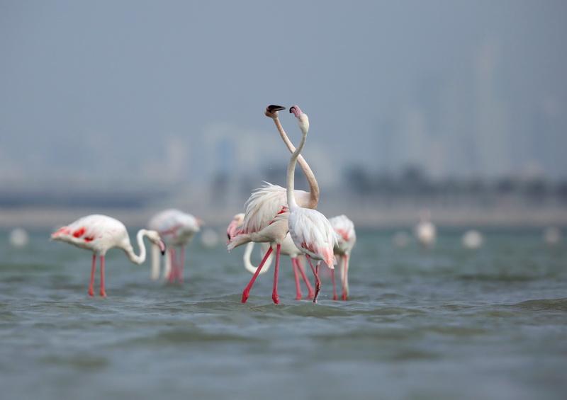 Фотообои Фламинго целуются 