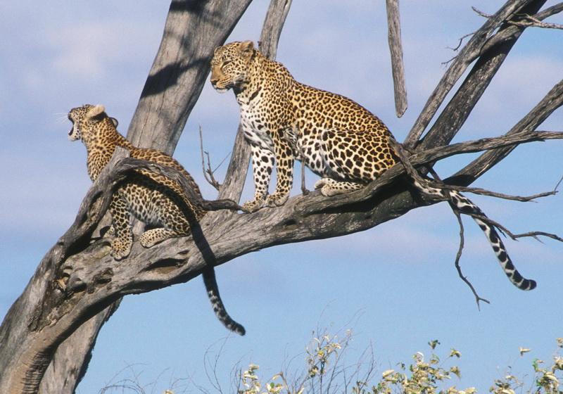 Фотообои Леопарды на дереве 