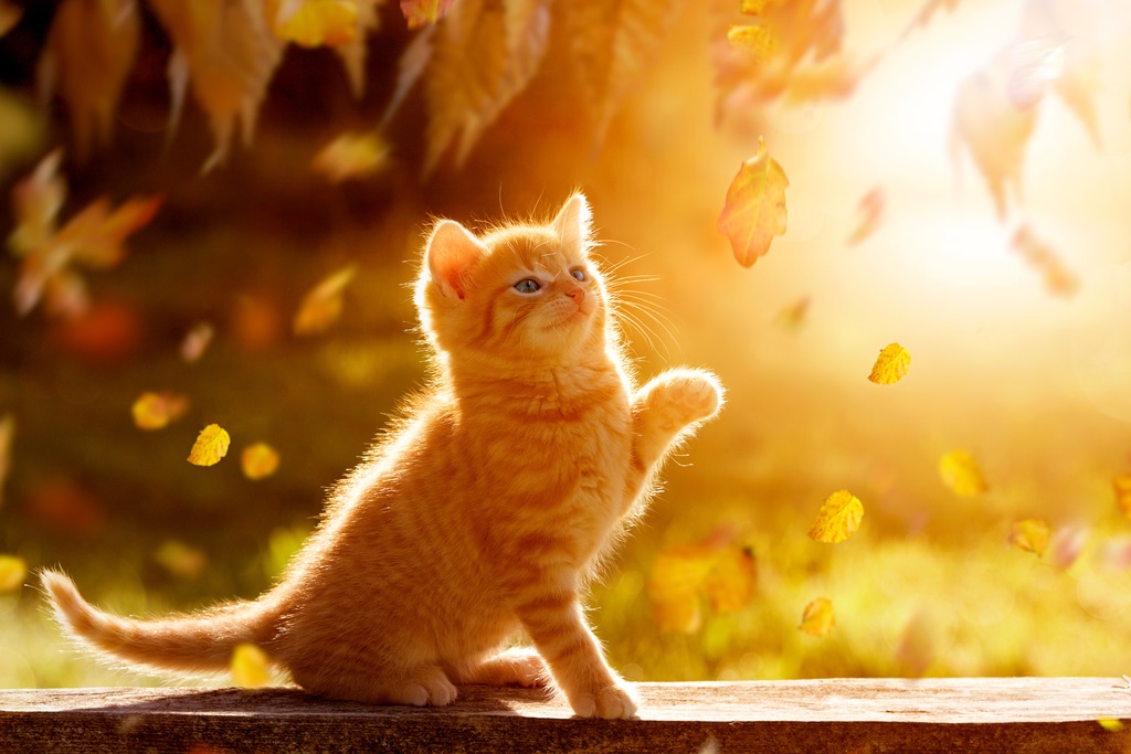 Фотообои Солнечный котенок