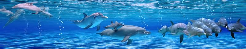 Фотообои Дельфины в бассейне
