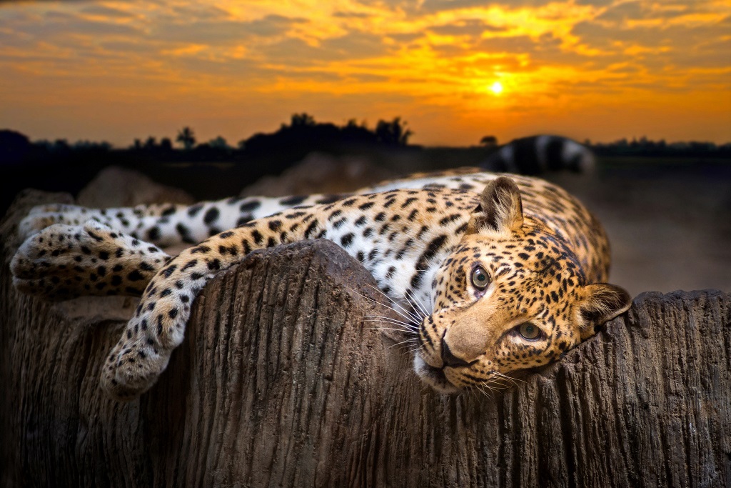 Фотообои Леопард на фоне заката