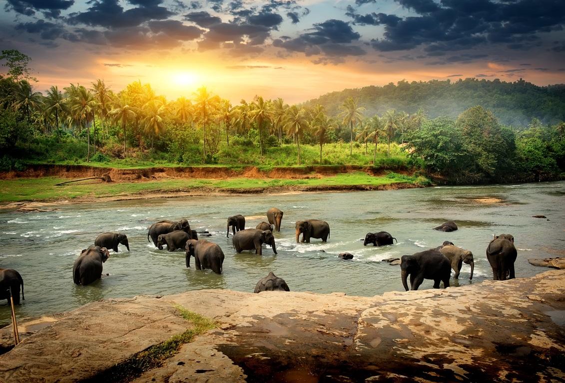 Фотообои Слоны в реке 