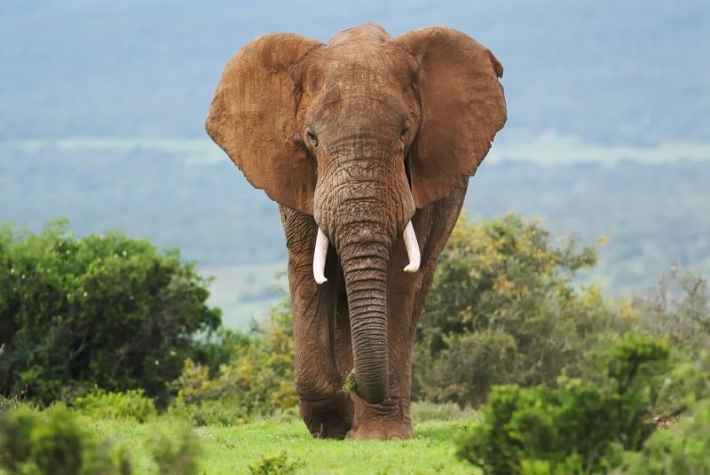 Фотообои Идущий слон