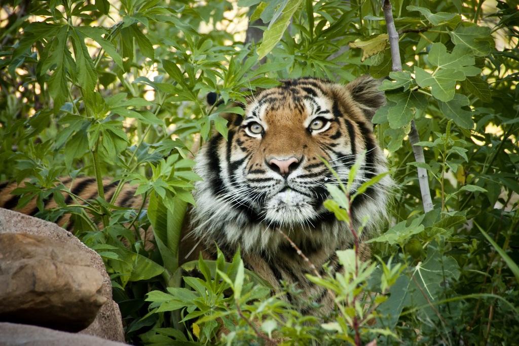 Фотообои Тигр в траве 