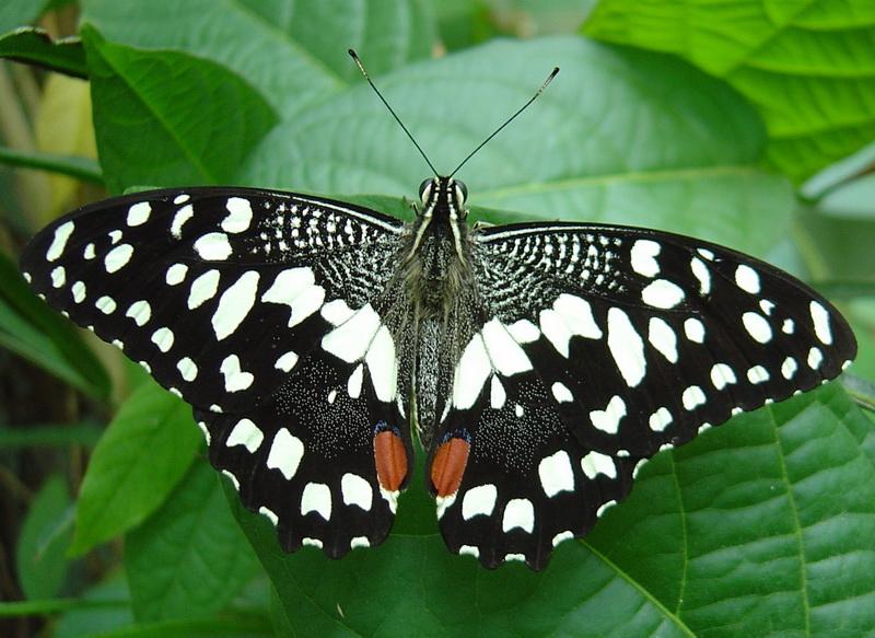 Фотообои Черно-белая бабочка на листе 