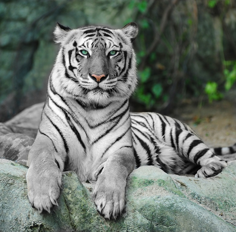 Фотообои Бенгальский тигр