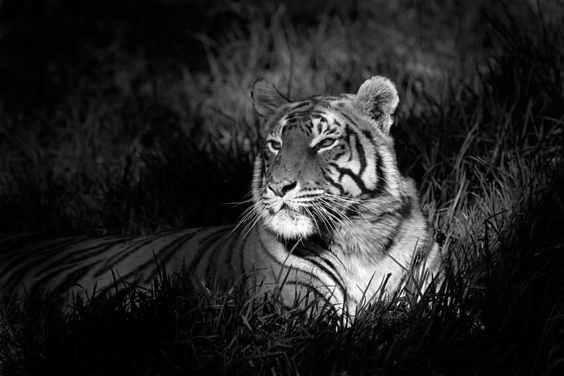 Фотообои Черно-белый портрет тигра 