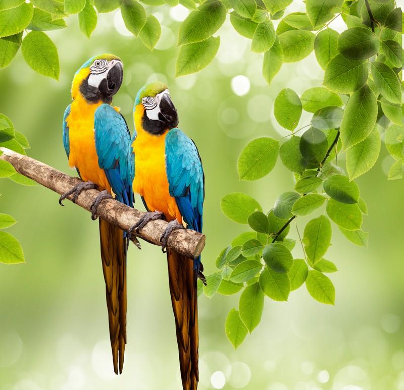 Фотообои Задумчивые попугаи на ветке 