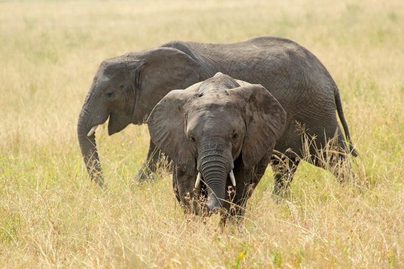 Фотообои Слоны на прогулке 