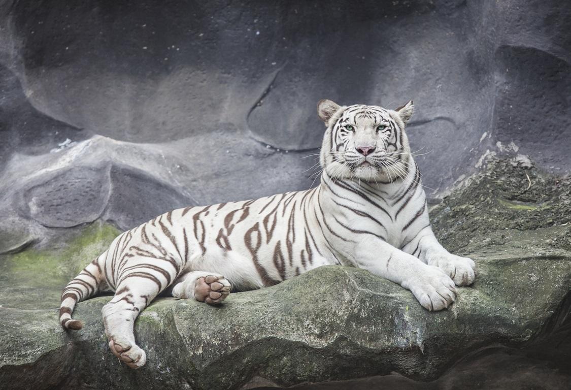 Фотообои Белый тигр лежит на камне 