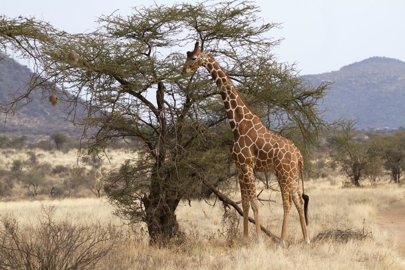 Фотообои Жираф в саванне