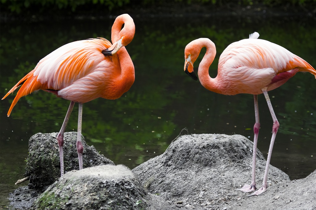 Фотообои Розовые фламинго 