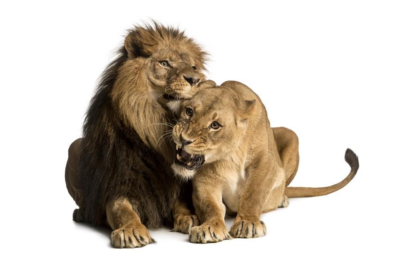 Фотообои Лев кусает львицу 