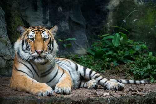 Фотообои Тигр на земле 