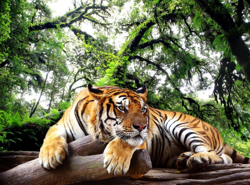 Фотообои Лежащий тигр на фоне леса 