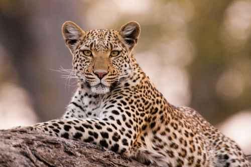 Фотообои Леопард на дереве отдыхает 