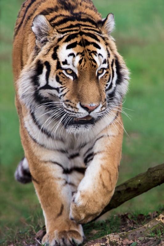 Фотообои Шагающий тигр 