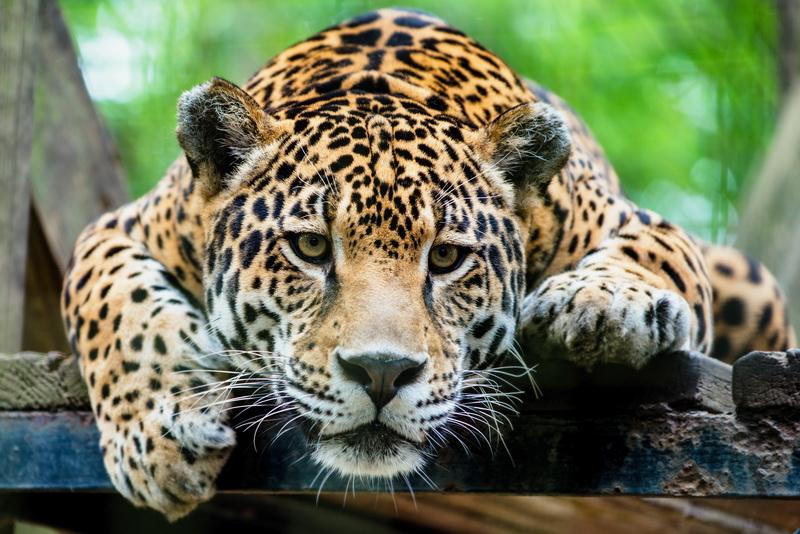 Фотообои Взгляд леопарда 