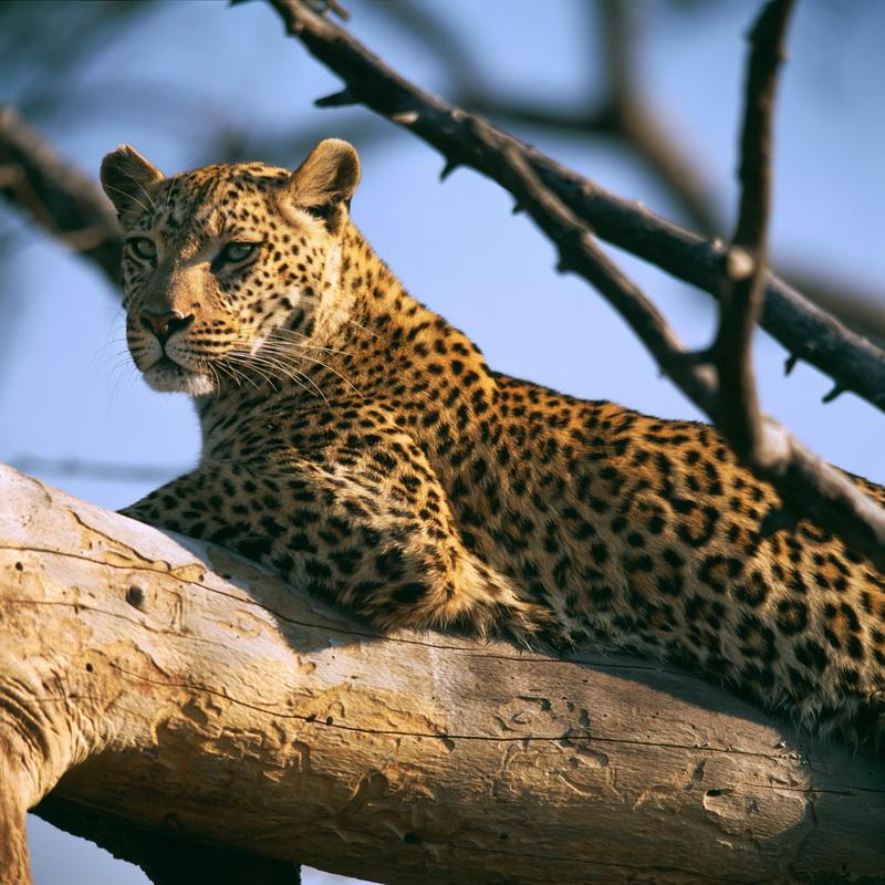 Фотообои Леопард отдыхающий на дереве 
