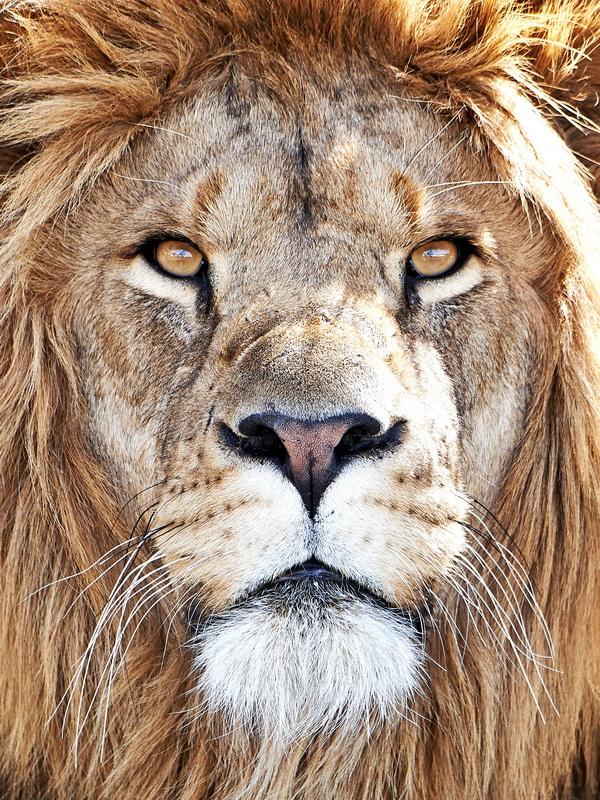 Фотообои Морда льва