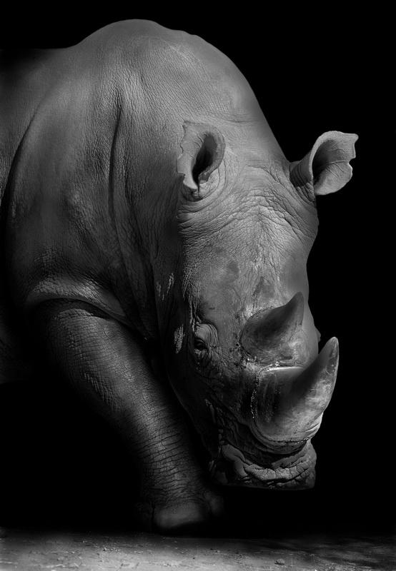 Фотообои Портрет носорога 