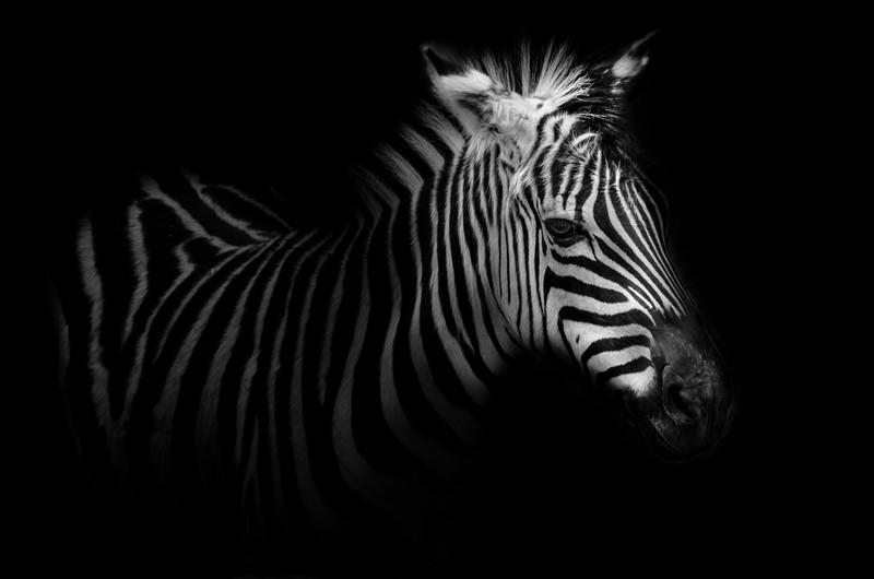 Фотообои Зебра на черном фоне 