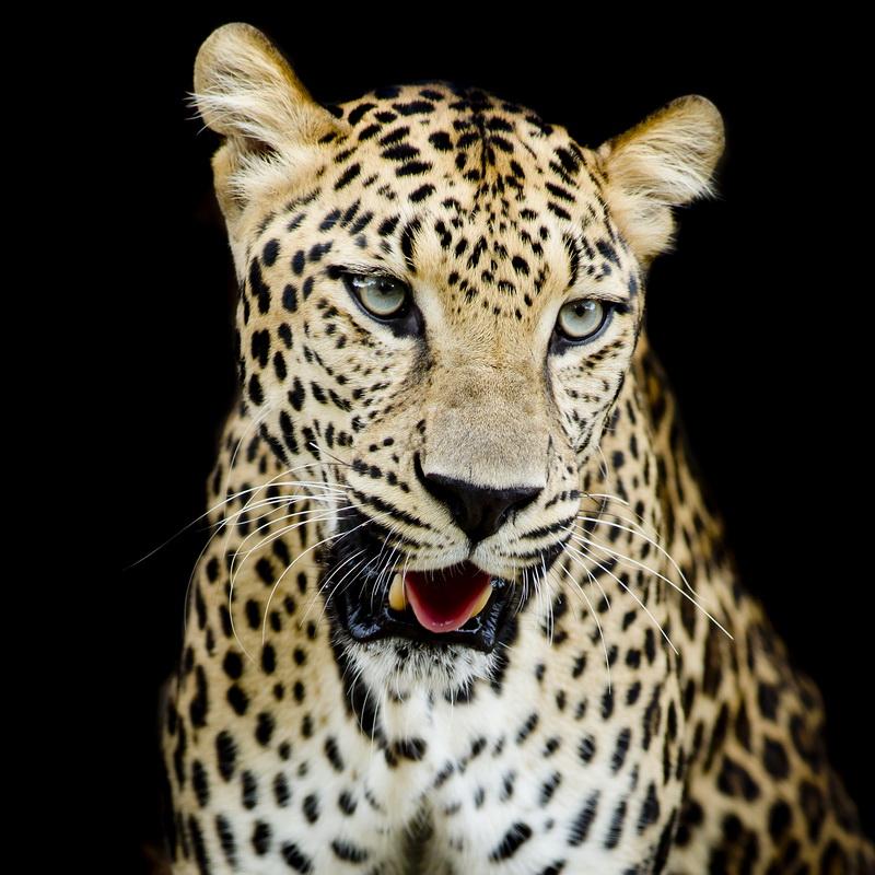 Фотообои Оскал леопарда