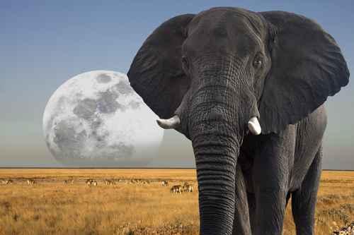 Фотообои Слон на фоне планеты 