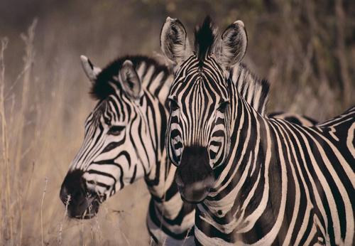 Фотообои Две зебры в траве 