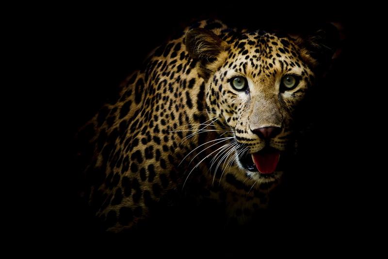 Фотообои Оскал леопарда на черном фоне