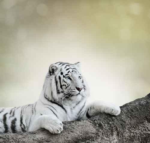 Фотообои Белый тигр на дереве 