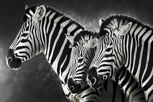 Фотообои Три зебры на сером фоне 