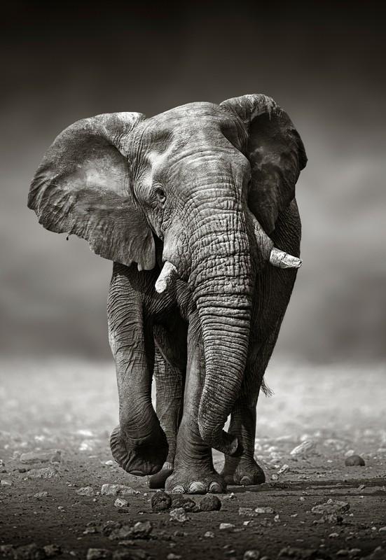 Фотообои Слон идущий по земле 